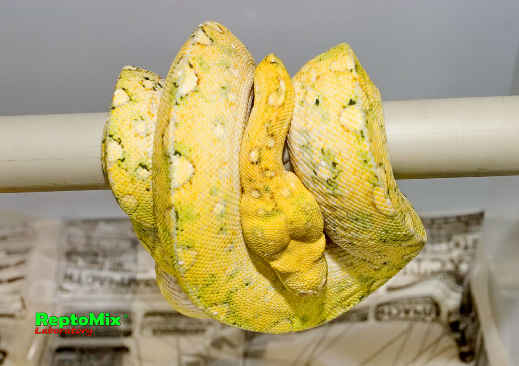 Зелёный питон с о.Биак Morelia viridis (Biak)