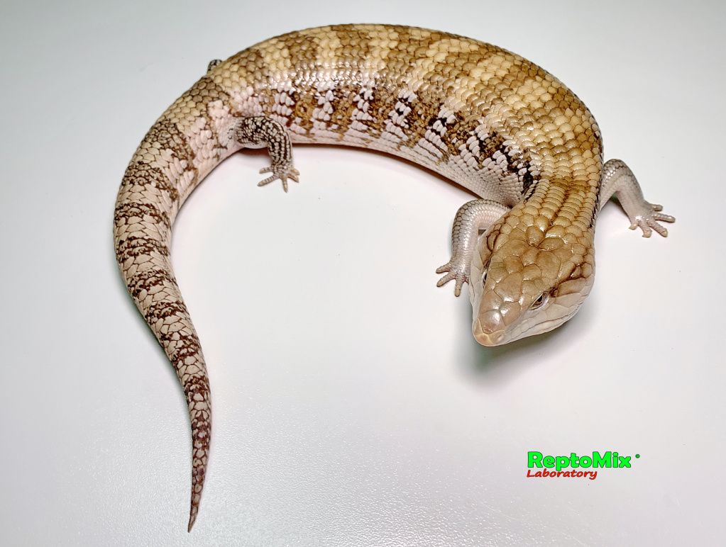 Северно Австралийский синеязыкий сцинк Tiliqua scincoides intermedia