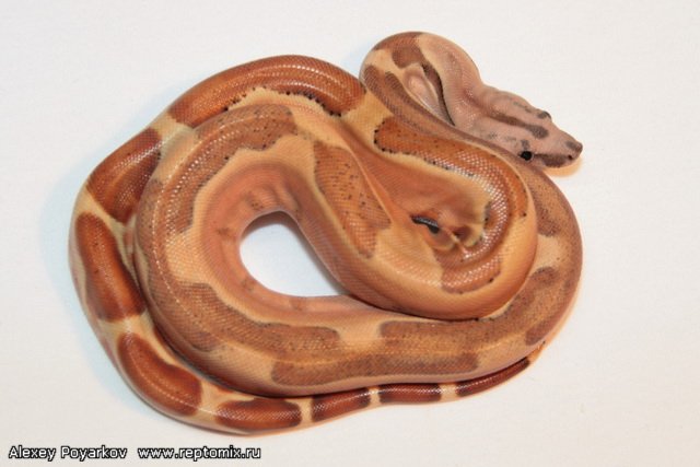Императорский удав Гипо, Джангл Boa constrictor imperator Salmon Boa constrictor imperator Salmon Hypo Jungle (Cross Red Salmon Scarlet Х Jungle(Original Swedish line)