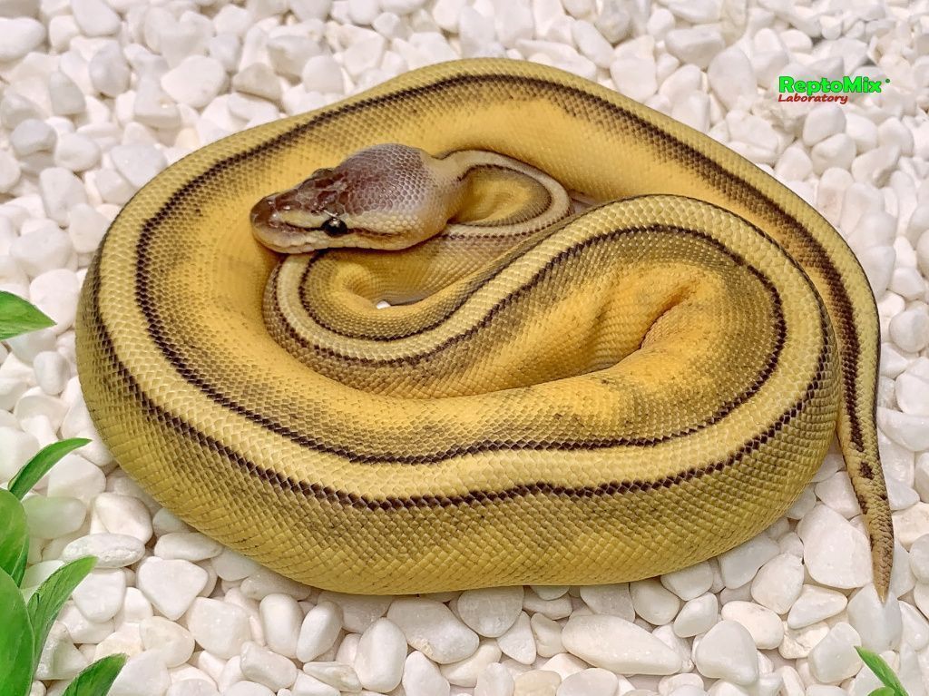 Королевский питон Python regius Super Pastel, Genetic Stripe