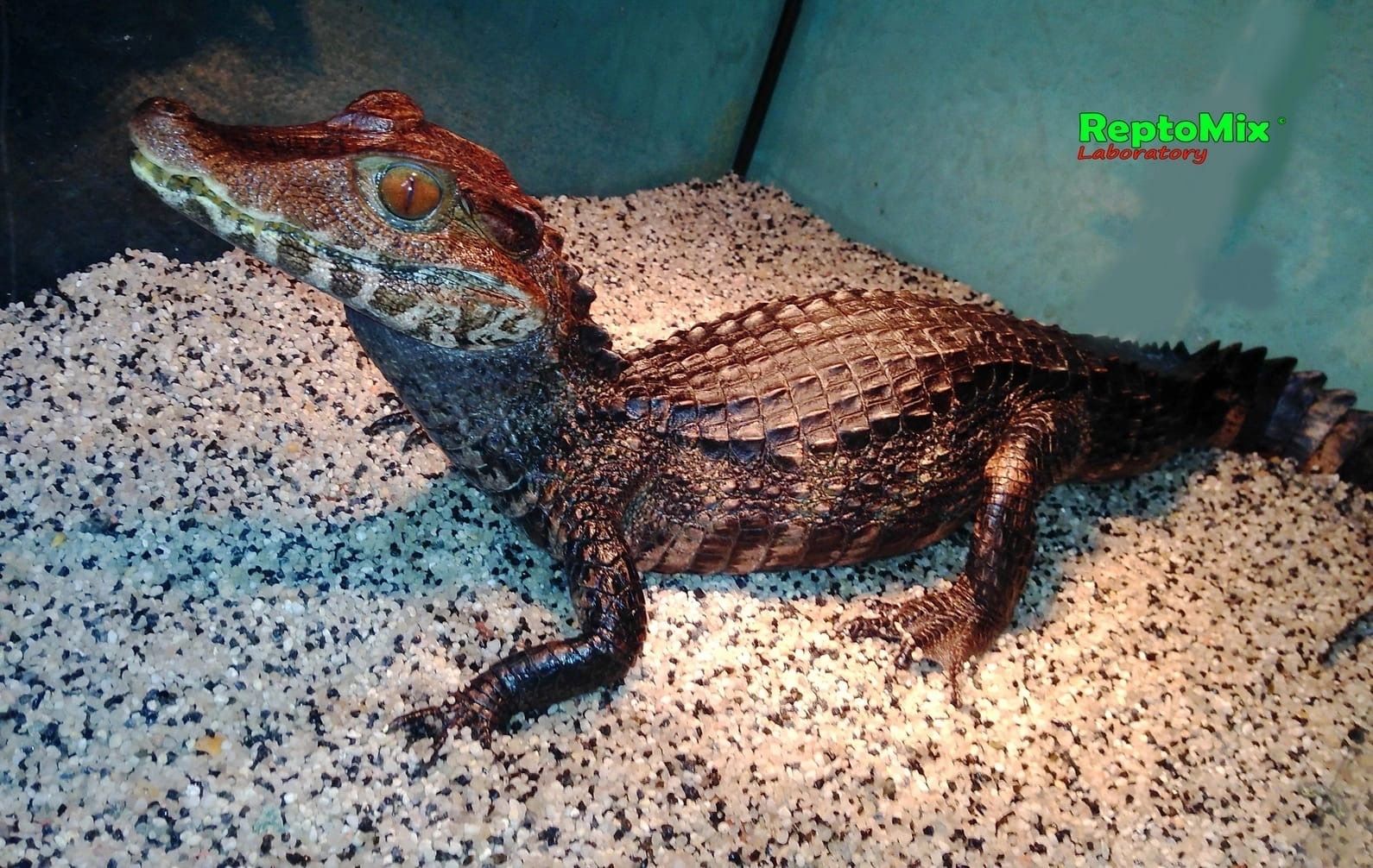 Гладколобый кайман Кювье Paleosuchus palpebrosus