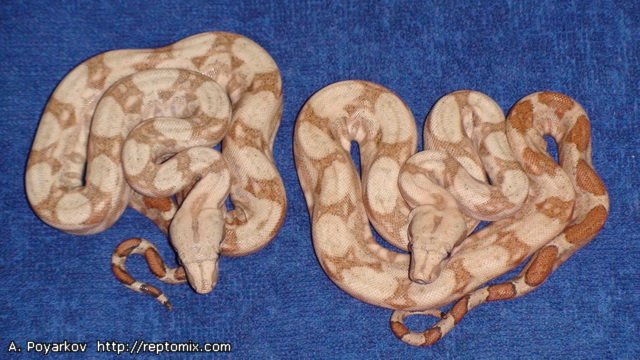 Удав с острова Хог (Белая линия)  Boa constrictor imperator (Ноg Island) "White line"