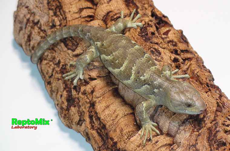 Гигантский цепкохвостый сцинк Corucia zebrata (Malaita)