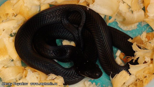 Персидский полоз Zamenis persicus