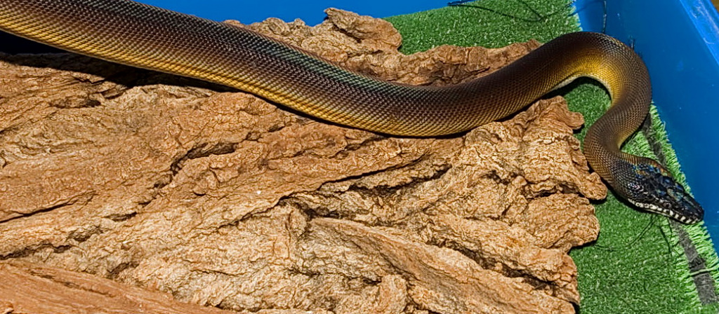 Белогубый питон Leiopython albertisii 