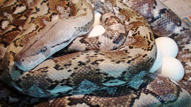 Сетчатый  питон с о. Джампея Python reticulatus jampeanus 