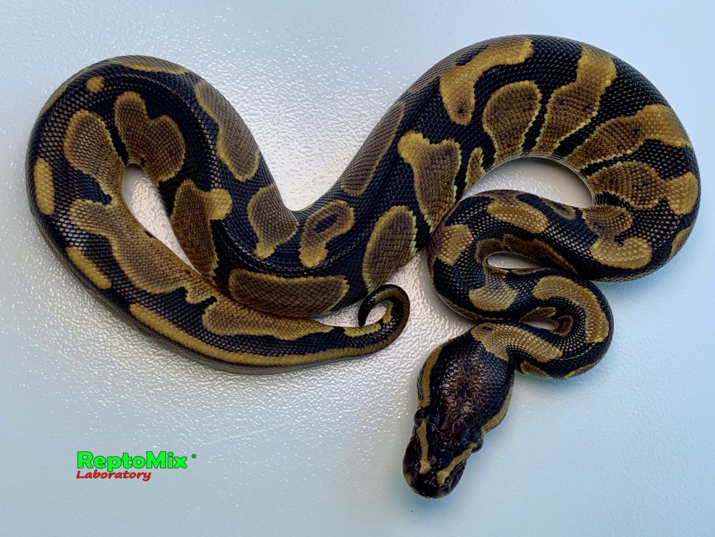 Королевский питон Het.Piebald, Het.Ultramel