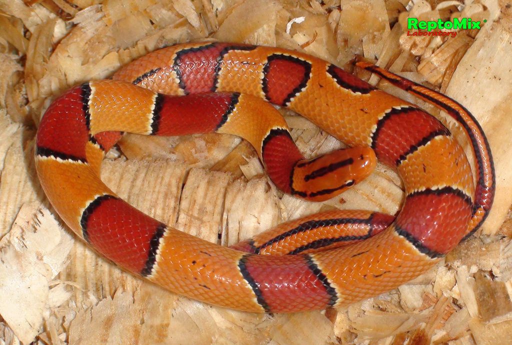 Бамбуковый полоз Малазийский Oreophis porphyraceus laticinctus Cameron highlands (Malaysia)