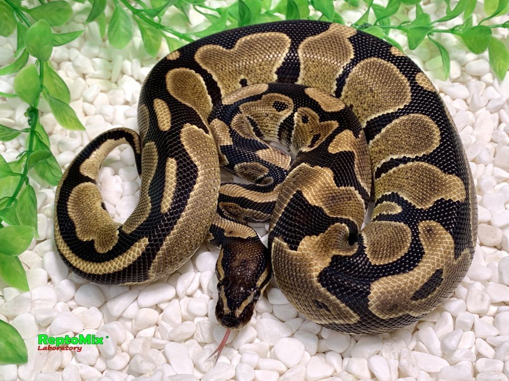 Королевский питон Het.Piebald, Het.Ultramel