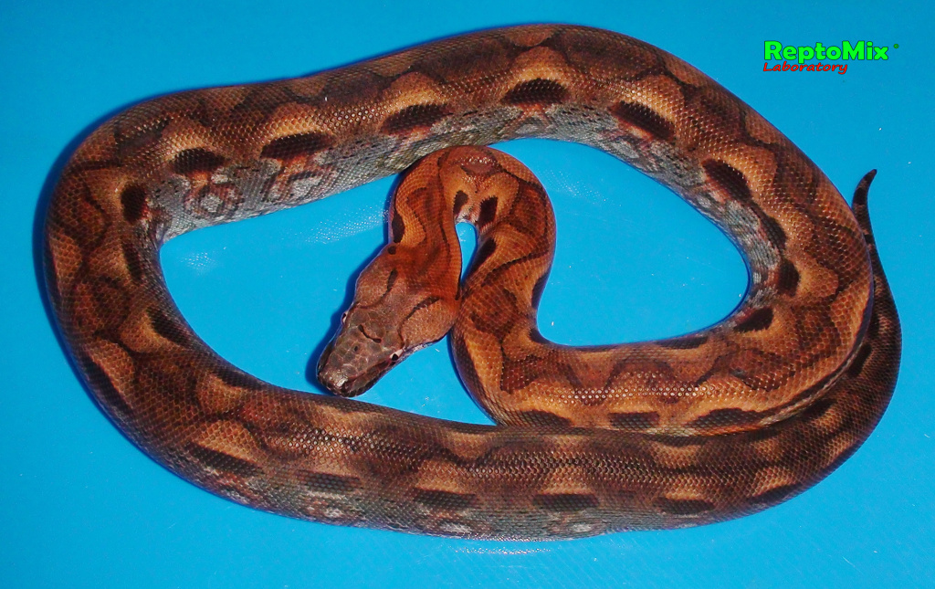 Мадагаскарский земляной удав Acrantophis madagascariensis 