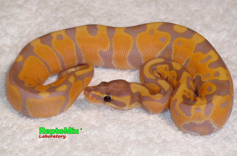 Королевский питон Python regius  Banana "Mandarin"