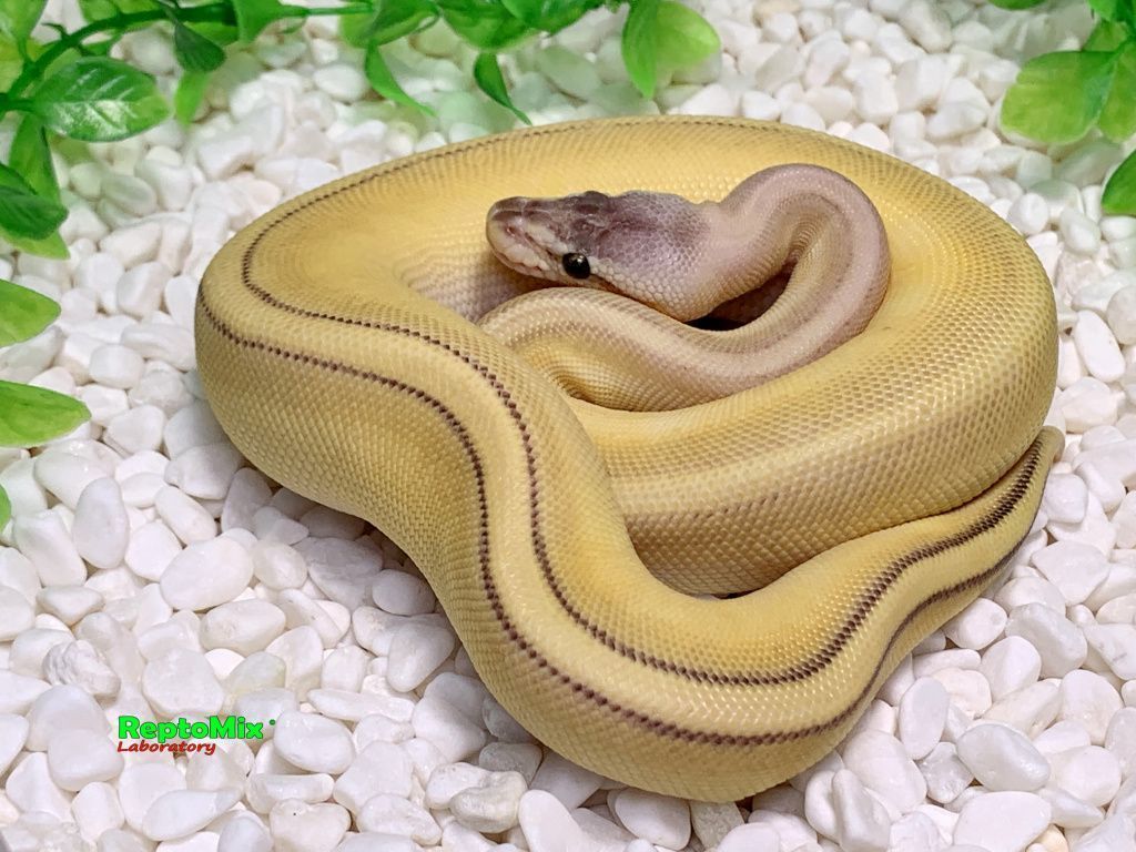 Королевский питон Python regius Super Pastel, Butter, Genetic Stripe