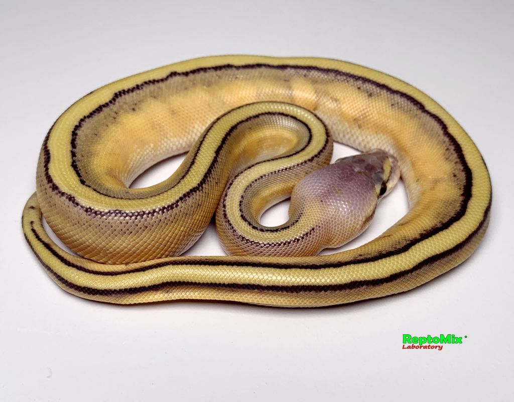 Королевский питон Python regius Super Pastel, Genetic Stripe
