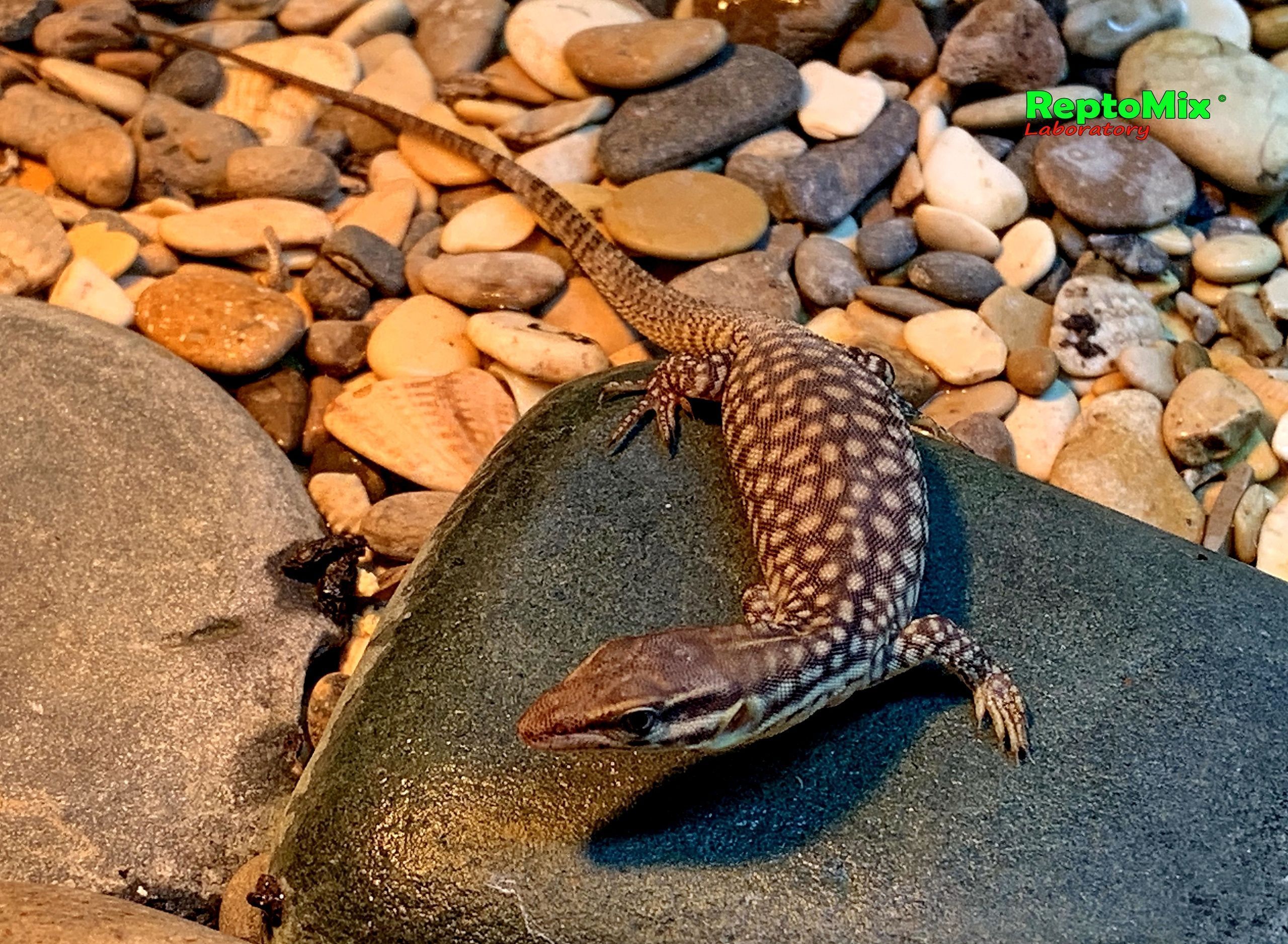 Австралийский кольцехвостый варан Varanus acanthurus