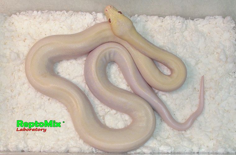 Темный тигровый питон Альбино Ивори Python molurus bivittatus Albino Ivory-Platinum