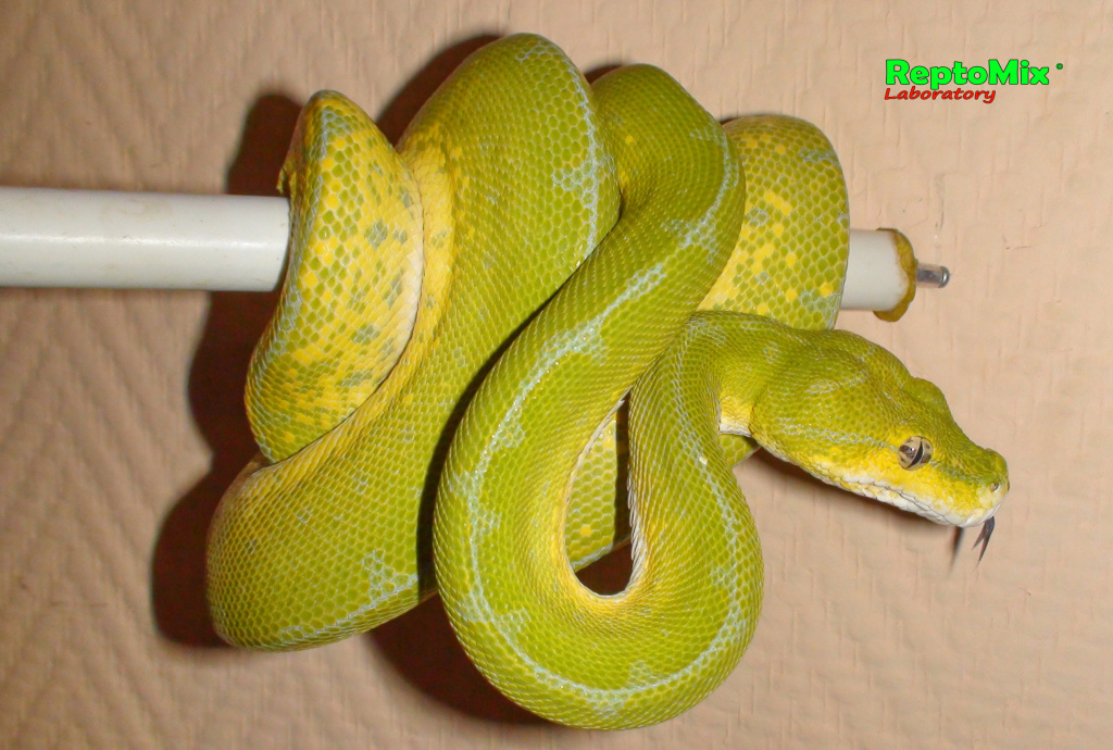 Зелёный питон Morelia viridis (Jayapura)