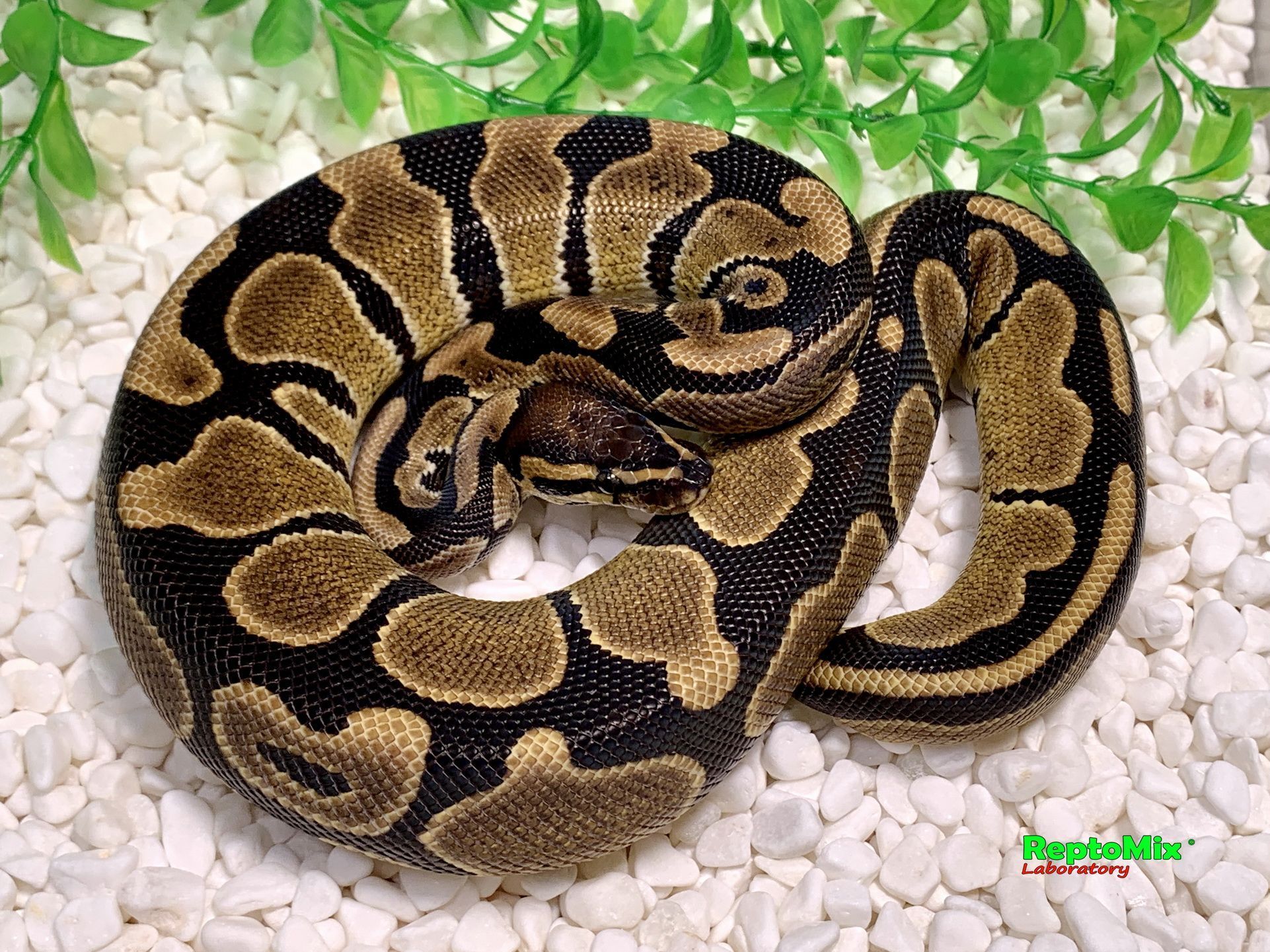 Королевский питон Het.Piebald, Het.Ultramel