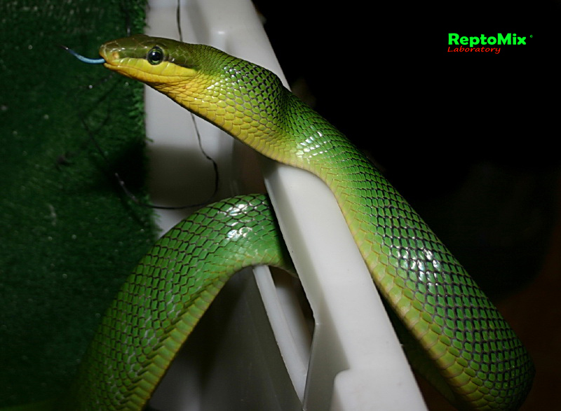 Зеленый полоз Индонезийский Gonyosoma oxycephalum