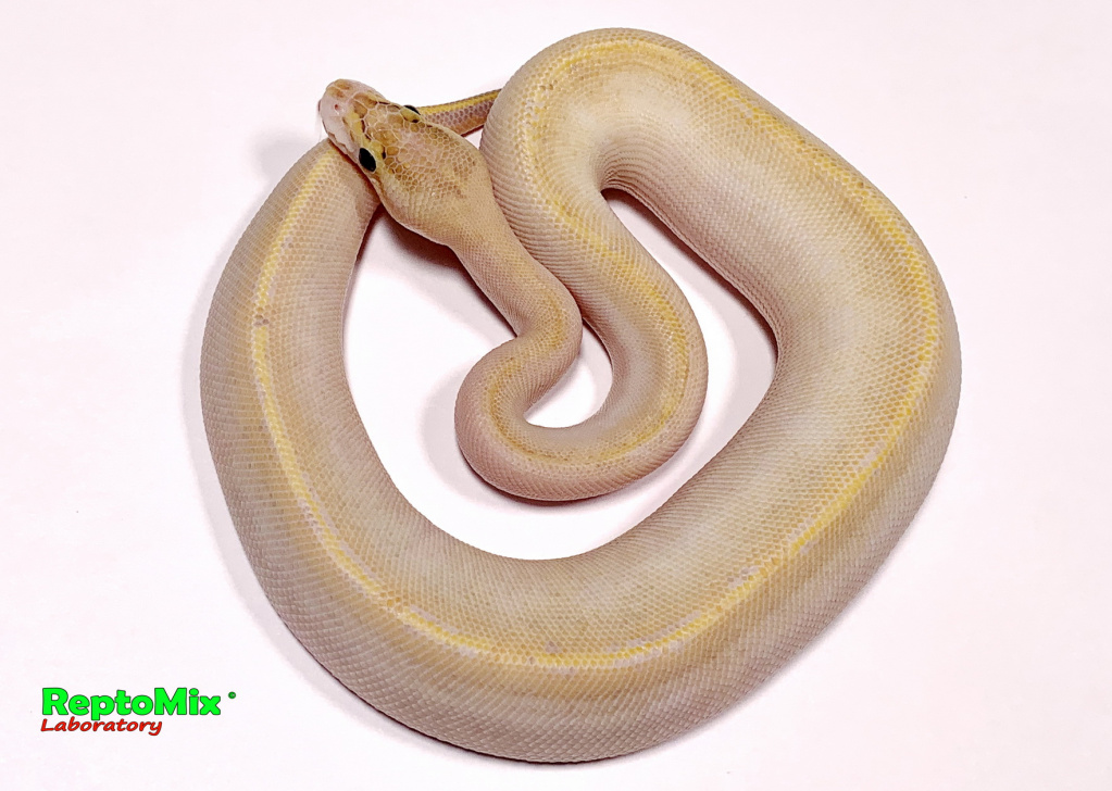 Королевский питон Python regius Ivori (Super Yellow Belly)