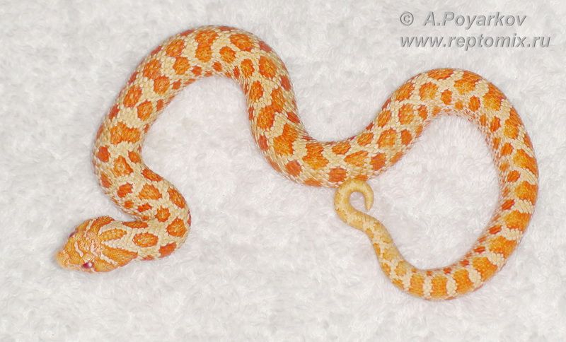 Свиноносая змея Альбинос  Heterodon nasicus Red Albino