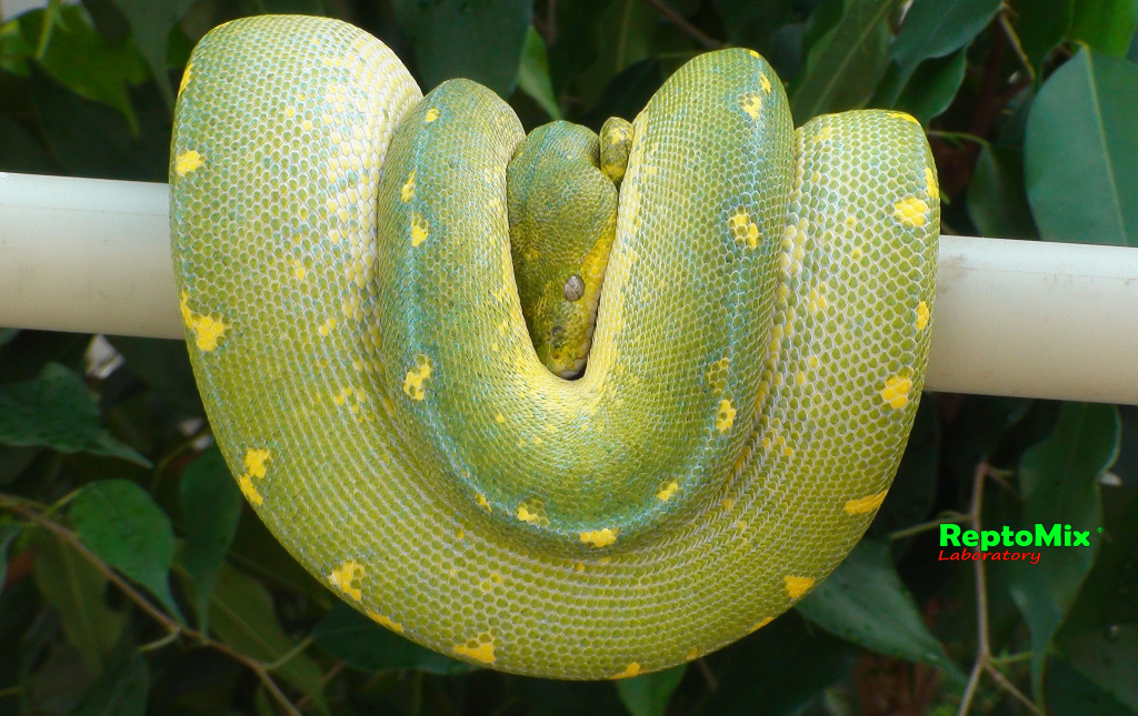 Зелёный питон локалитет Arfak Morelia viridis (Arfak)