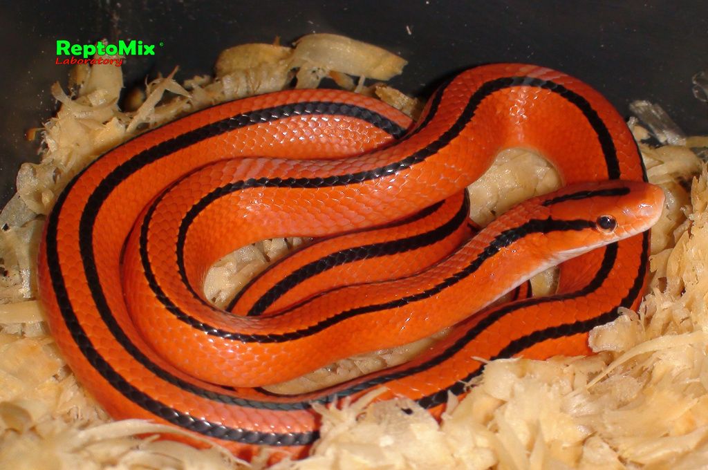 Бамбуковый полоз Oreophis porphyraceus coxi 