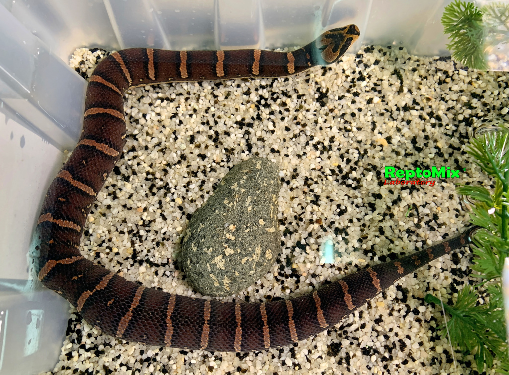 Удавовидный водяной уж или масковая змея   Homalopsis buccata