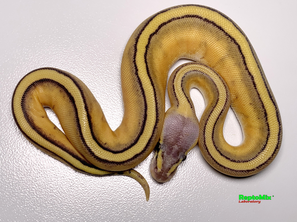 Королевский питон Python regius Super Pastel, Genetic Stripe