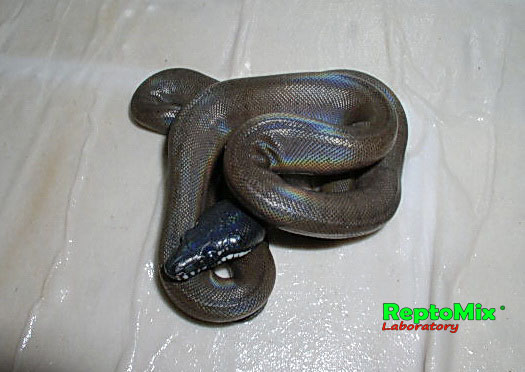 Белогубый питон Leiopython albertisii 