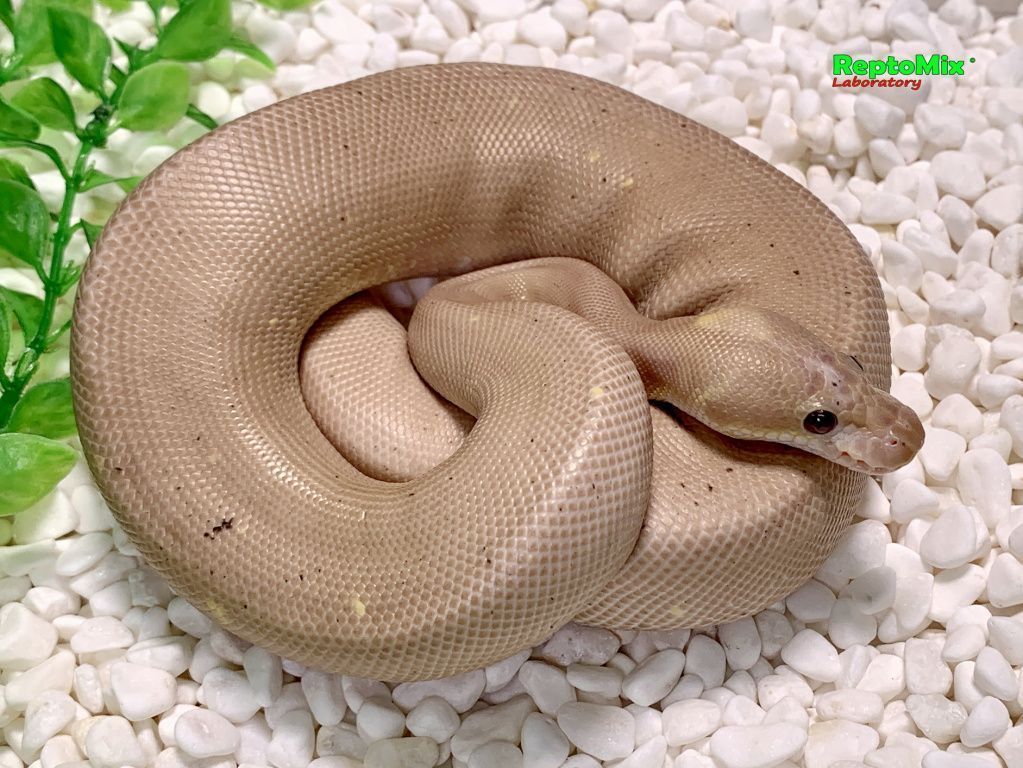 Королевский питон Python regius Super Cinnamon Banana poss.Pastel poss.Fire