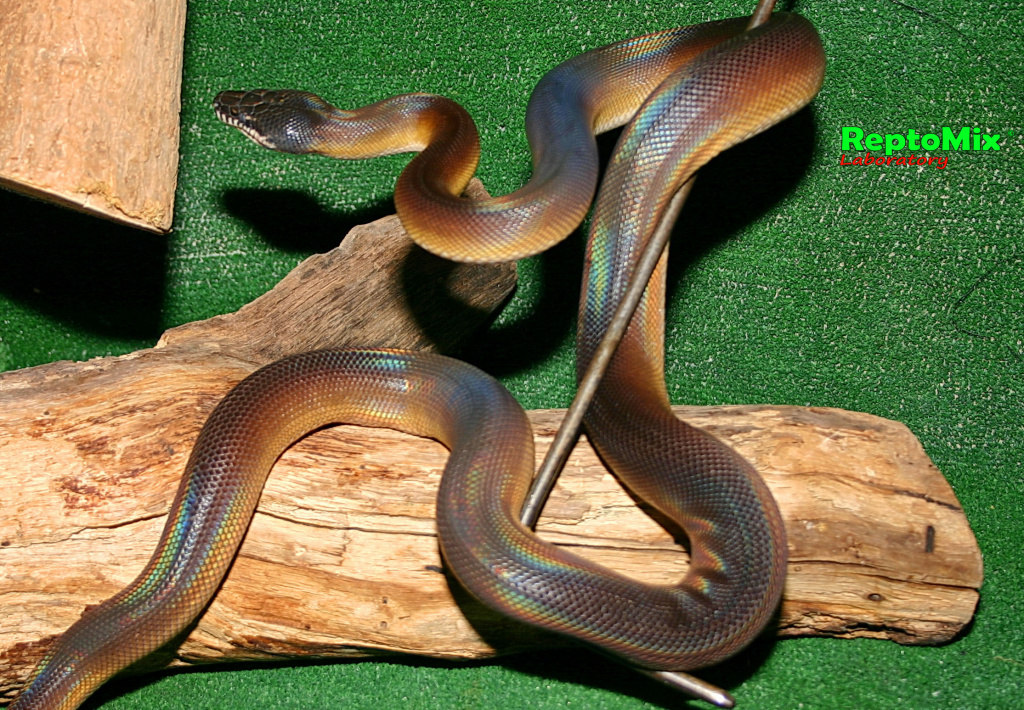 Белогубый питон Leiopython albertisii 