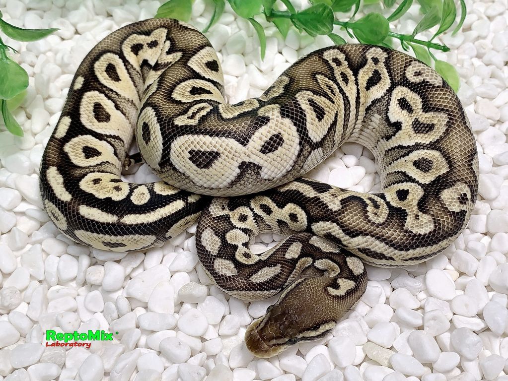 Королевский питон Super pastel, Axanthic (VPI),100% Het.Albino