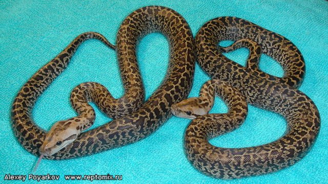 Темный тигровый питон Гранит Python molurus bivittatus Granite