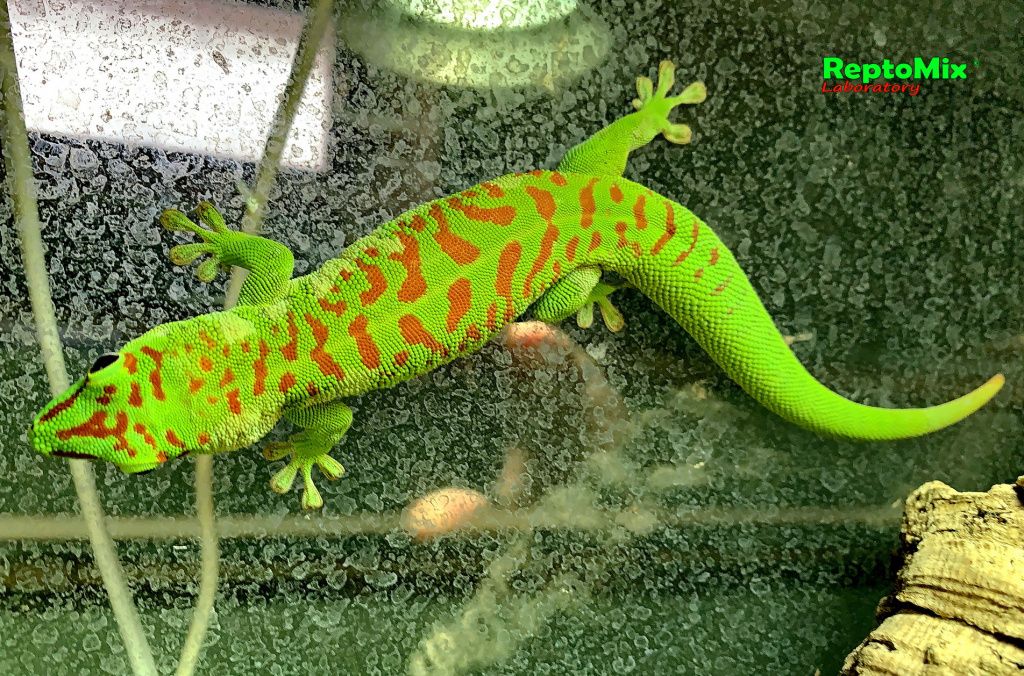 Дневной мадагаскарский гекон Phelsuma grandis High Red