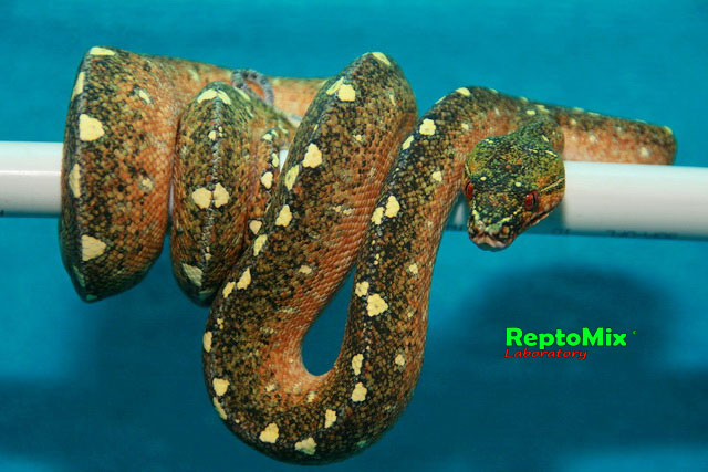 Зелёный питон локалитет Arfak Morelia viridis (Arfak)