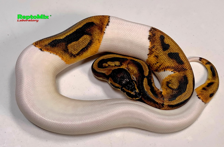 Королевский питон Python regius Piebald Pastel 100% Het. Albino