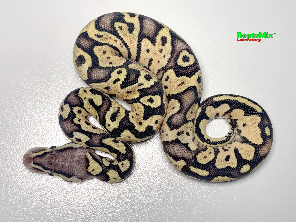 Королевский питон Super pastel, Axanthic (VPI),100% Het.Albino