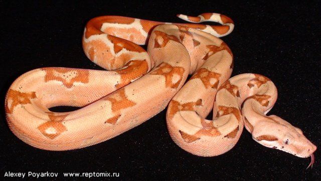 Императорский удав Boa constrictor imperator Sunglow Blond albino (Max Caramel albino T+)