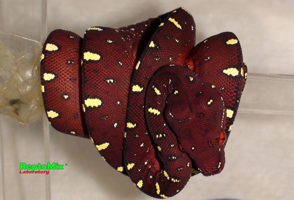 Зелёный питон Morelia viridis (Lereh)