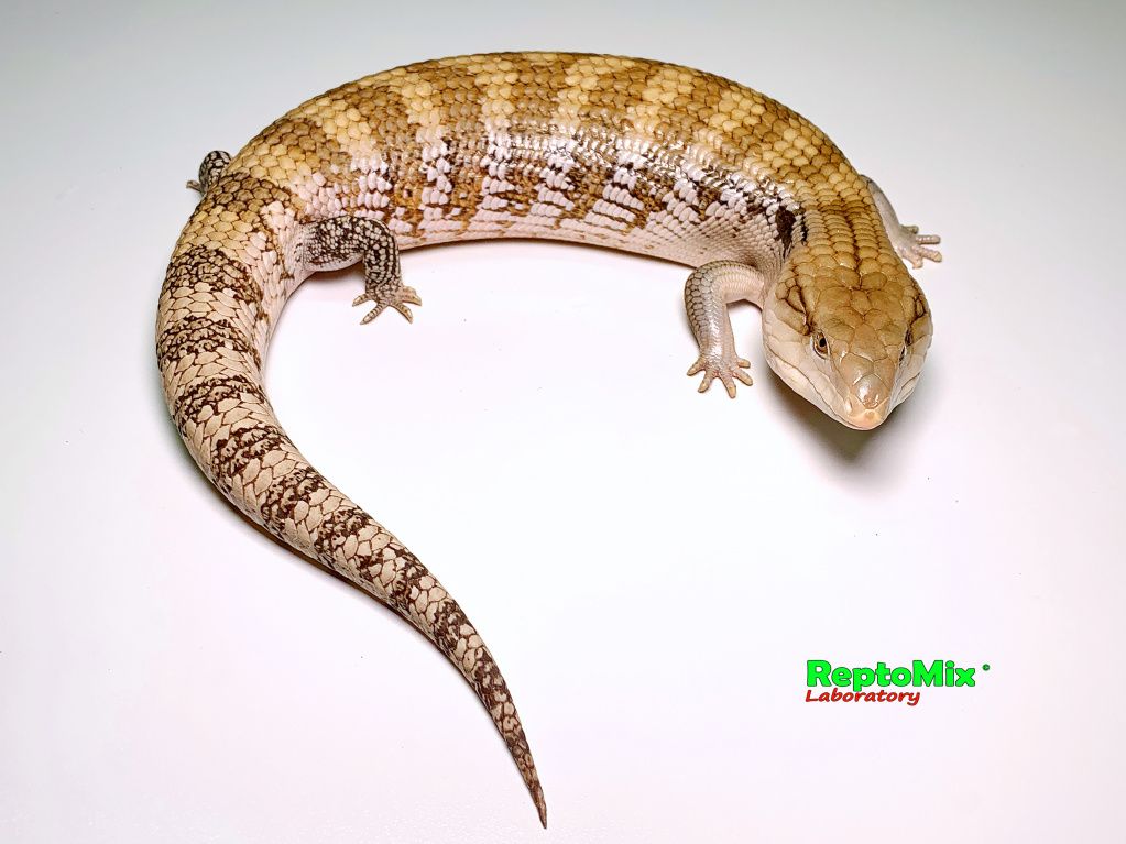 Северно Австралийский синеязыкий сцинк Tiliqua scincoides intermedia