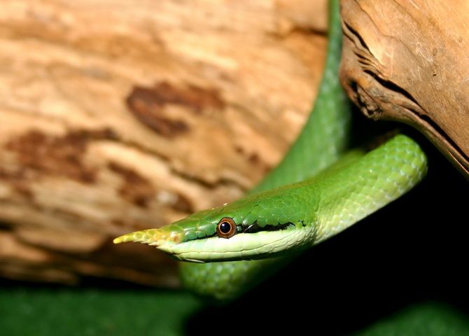 Носатый зеленый полоз Rhynchophis boulengeri 