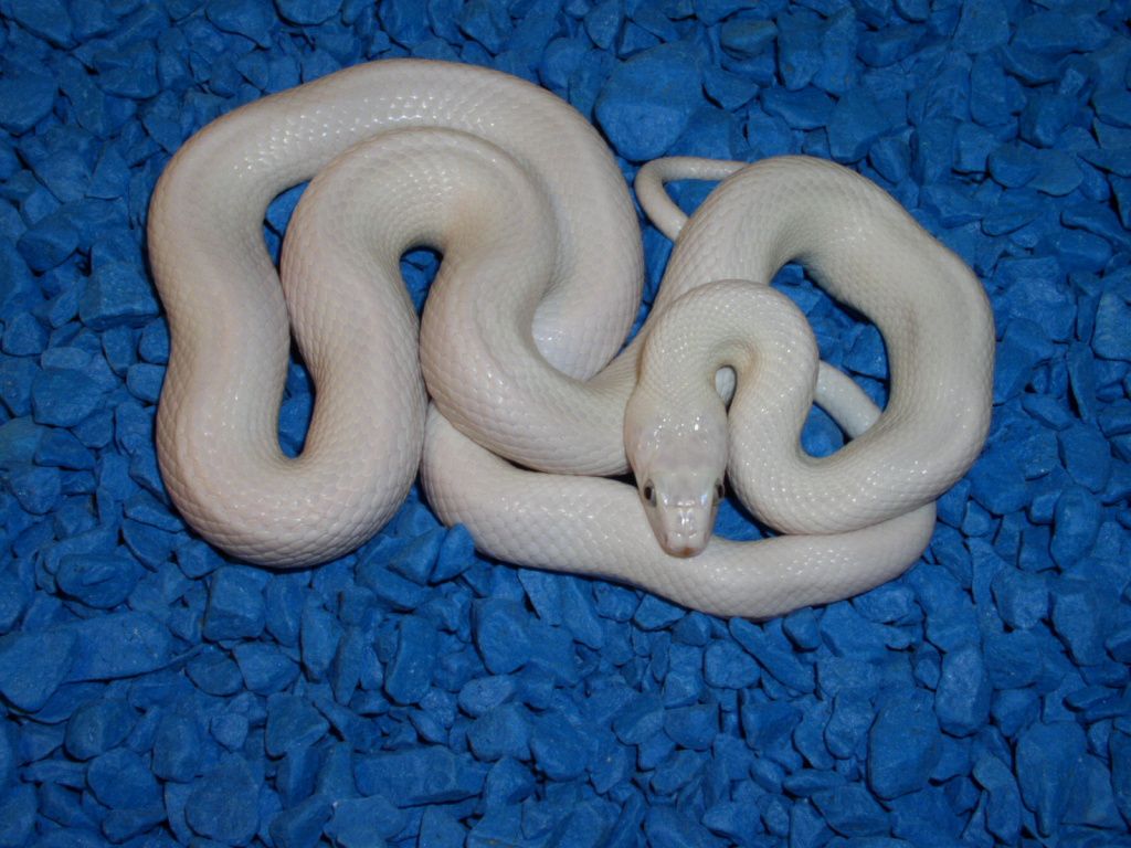 Крысиный полоз Луцист Elaphe obsoleta lindchaimeri leucistic (Pantherophis obsoletus lindchaimeri leucistic)