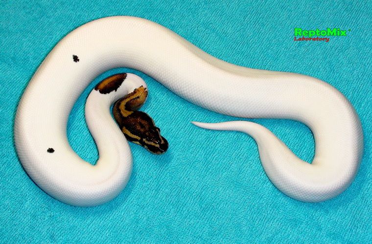 Королевский питон Python regius  Piebald Pastel