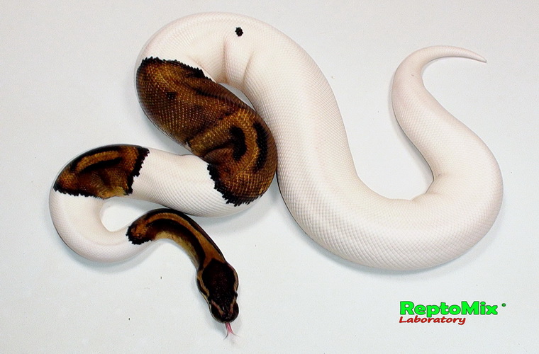 Королевский питон Python regius Piebald Mojave