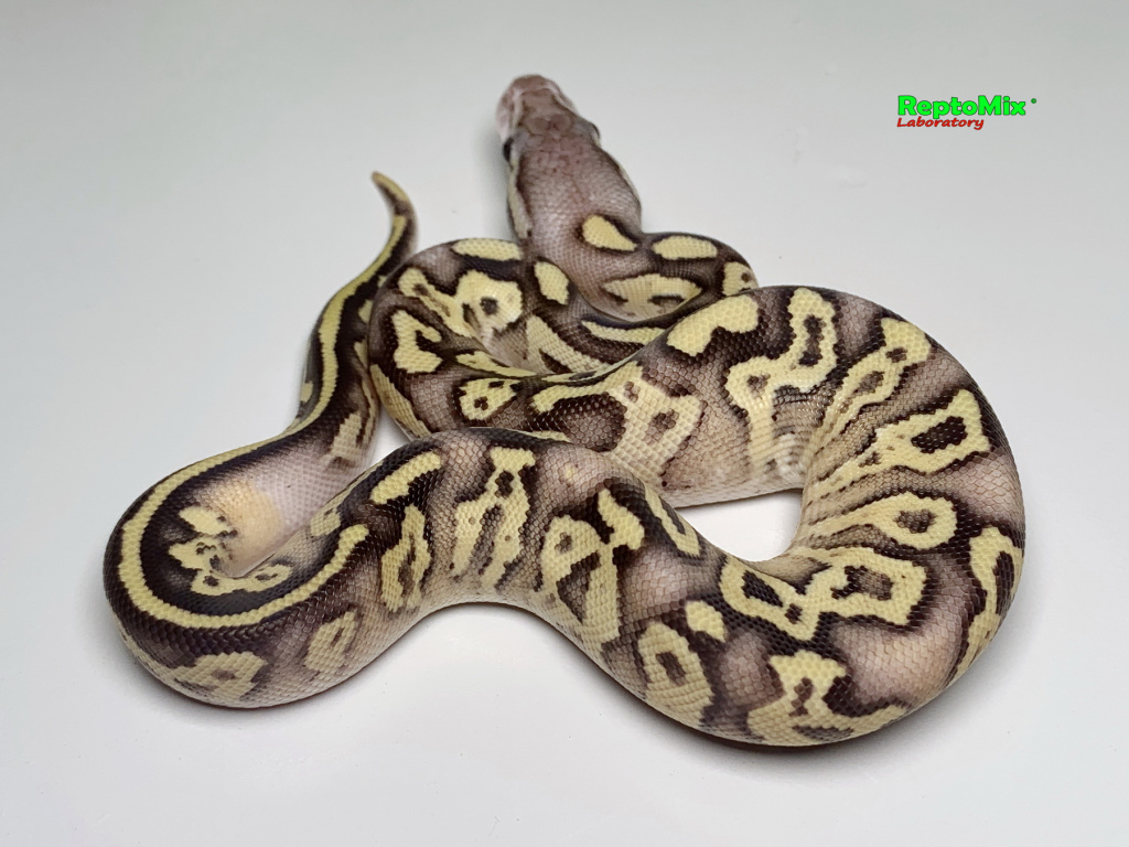 Королевский питон Super pastel, Axanthic (VPI),100% Het.Albino