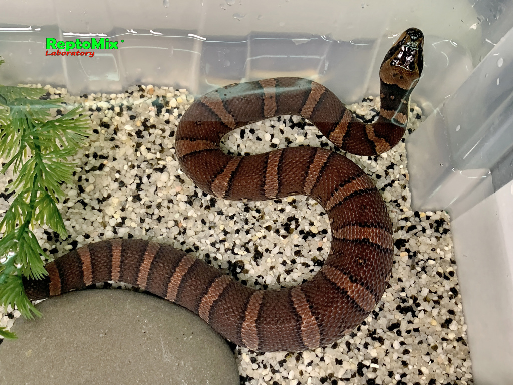 Удавовидный водяной уж или масковая змея   Homalopsis buccata