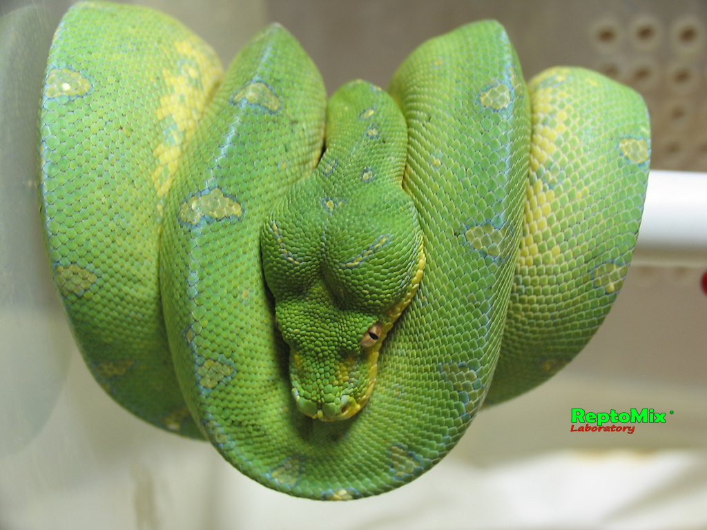 Зелёный питон Morelia viridis (Lereh)