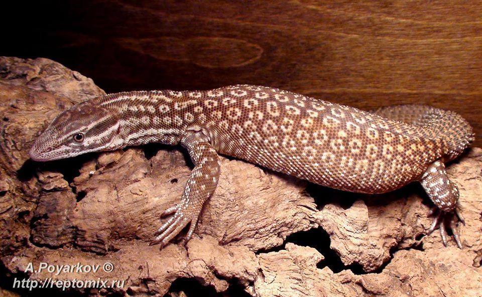 Австралийский кольцехвостый варан Varanus acanthurus