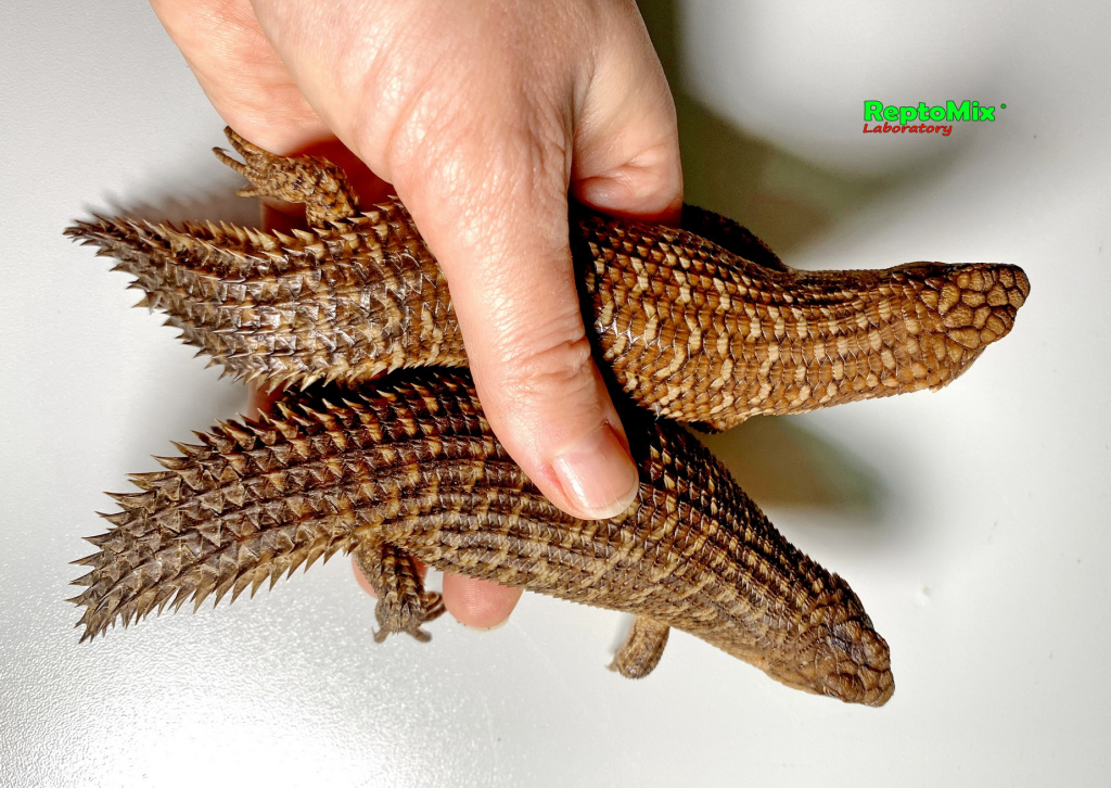 Австралийские колючехвостый сцинк Egernia stokesii zellingi