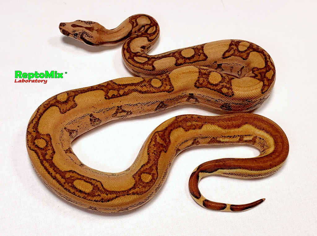 Императорский удав Гипо, Супер Джангл Super Jangl Hypo